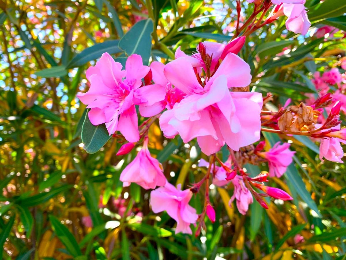 Villetta Flora Con Piscina Costa Paradiso Dış mekan fotoğraf